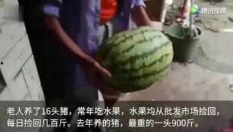 吃瓜视频在线观看吃瓜,在线观看吃瓜的乐趣与魅力
