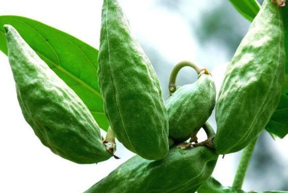 吃角瓜的好处和功效,揭秘吃角瓜的五大神奇好处与功效