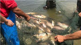 老外捕鱼吃瓜视频